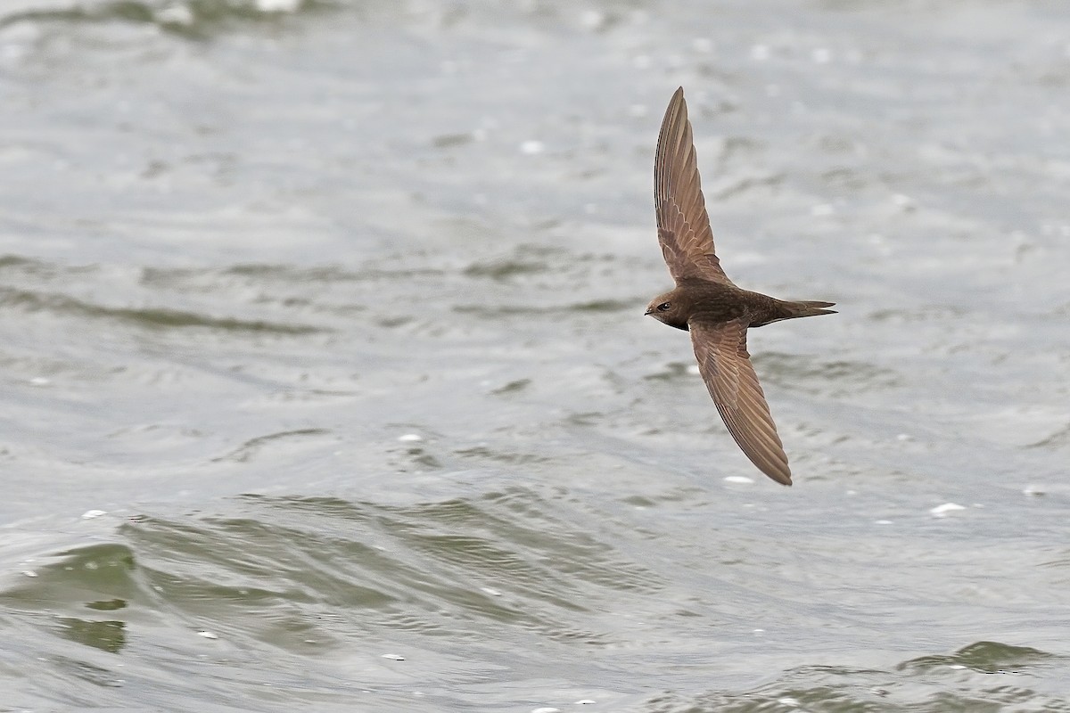 Common Swift - ML341853471