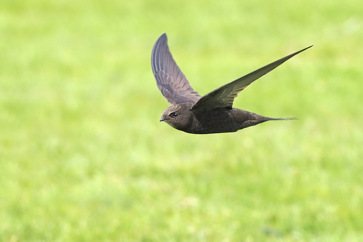 Common Swift - ML341853521