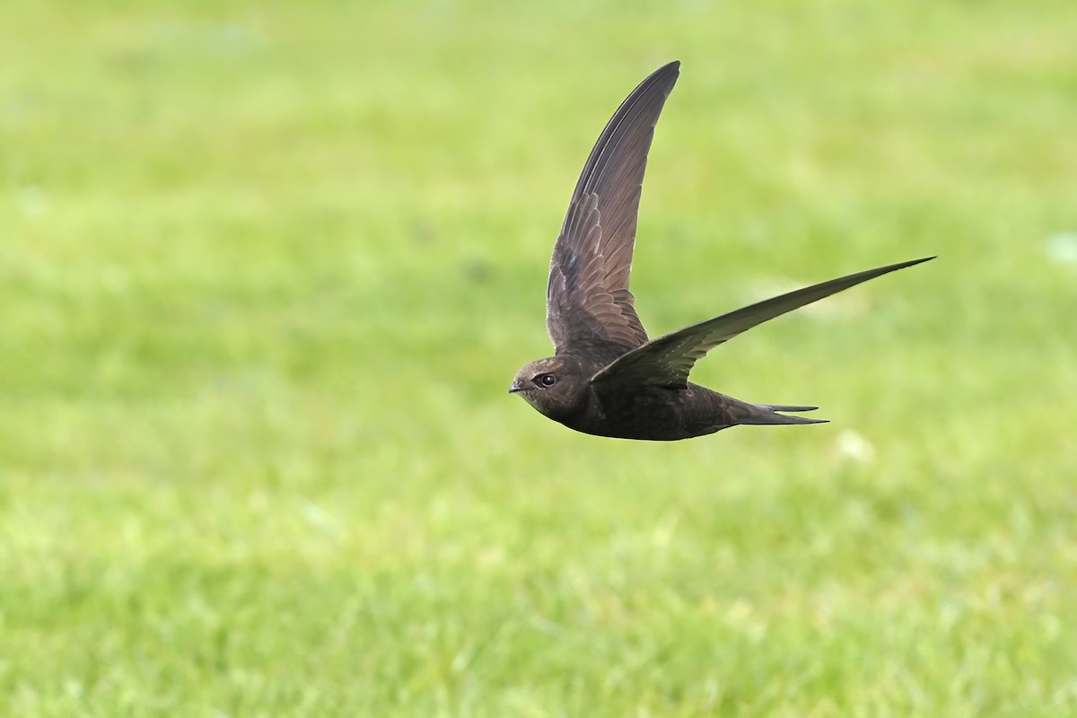 Common Swift - ML341853531