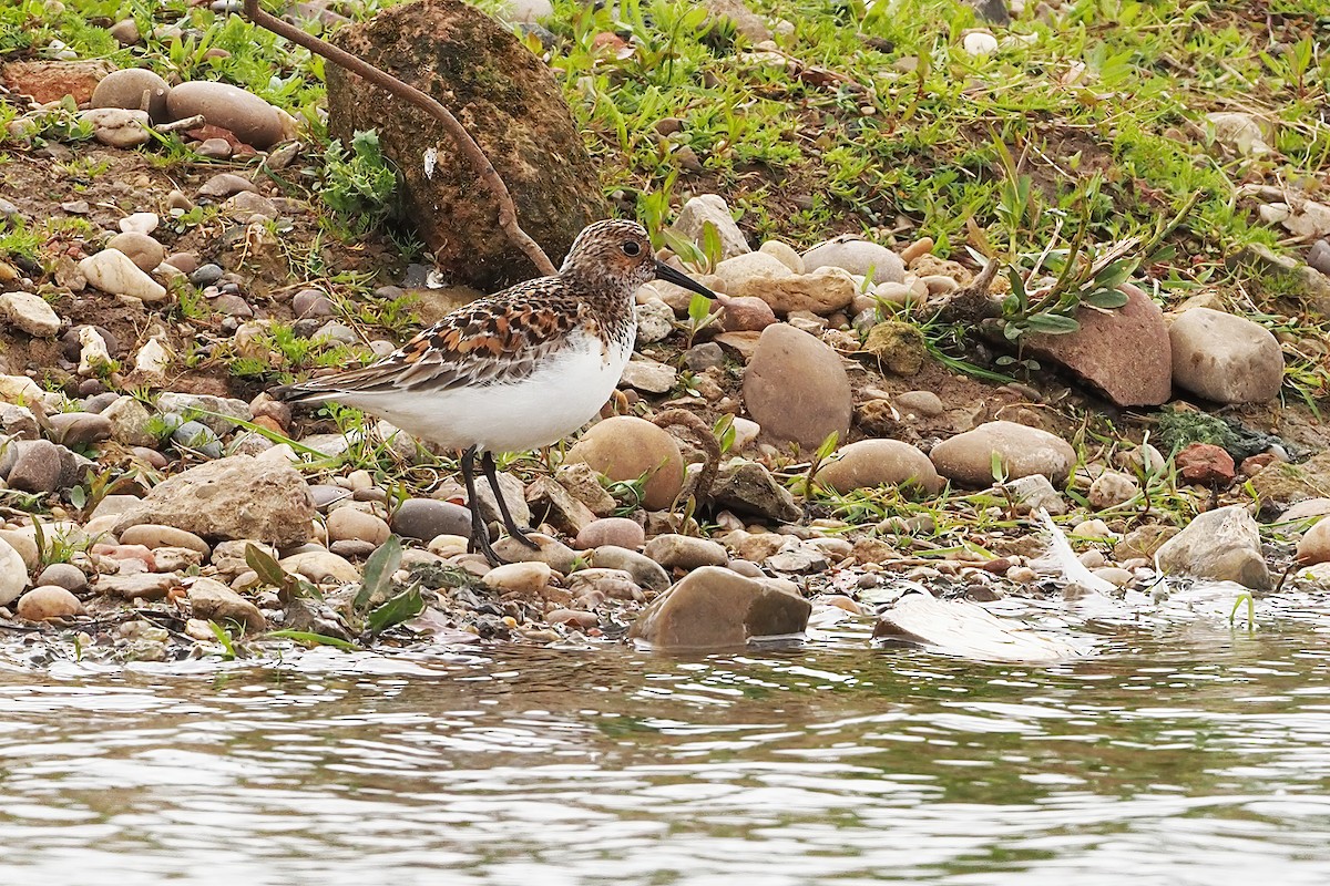 Bécasseau sanderling - ML341853941