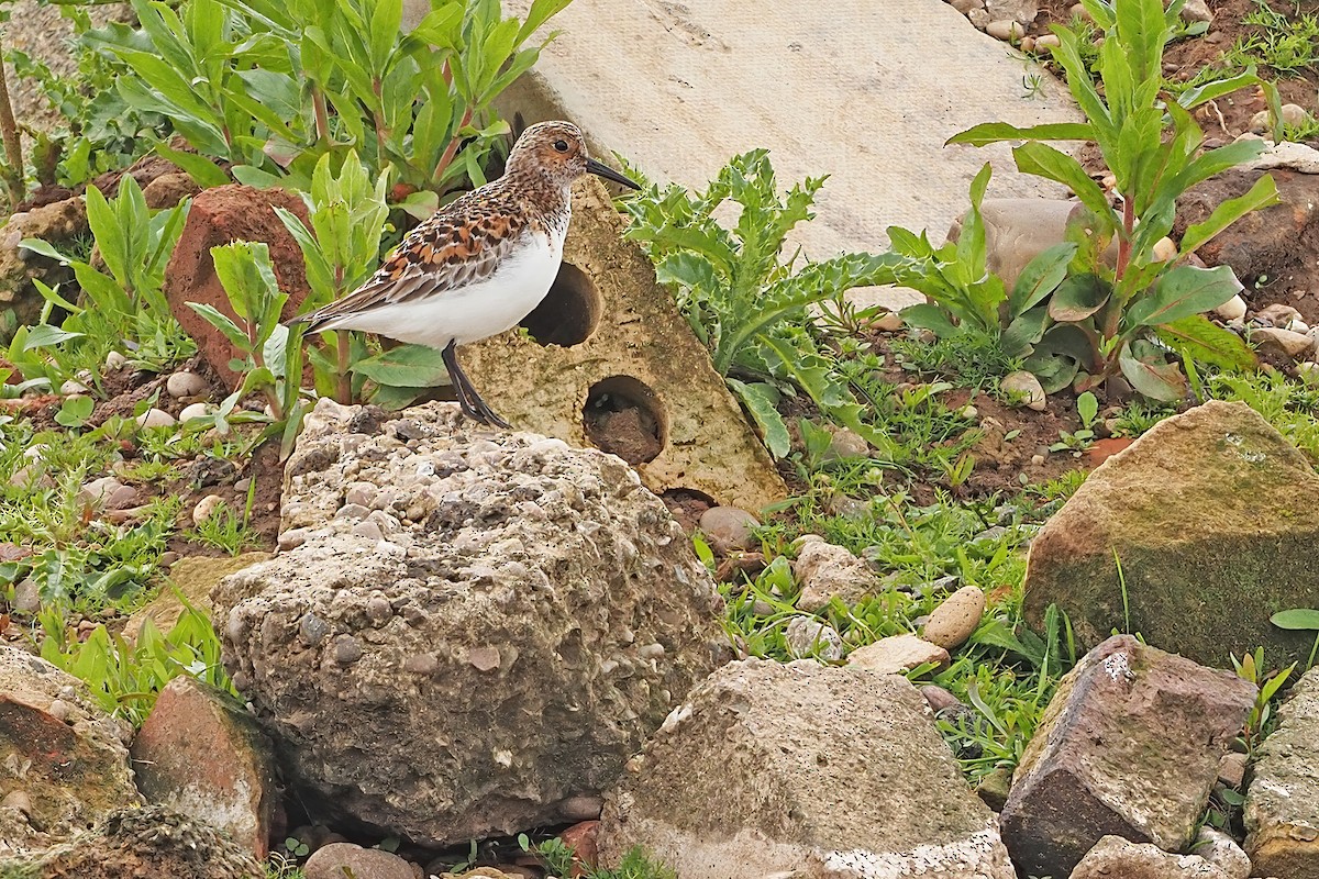 Bécasseau sanderling - ML341853951