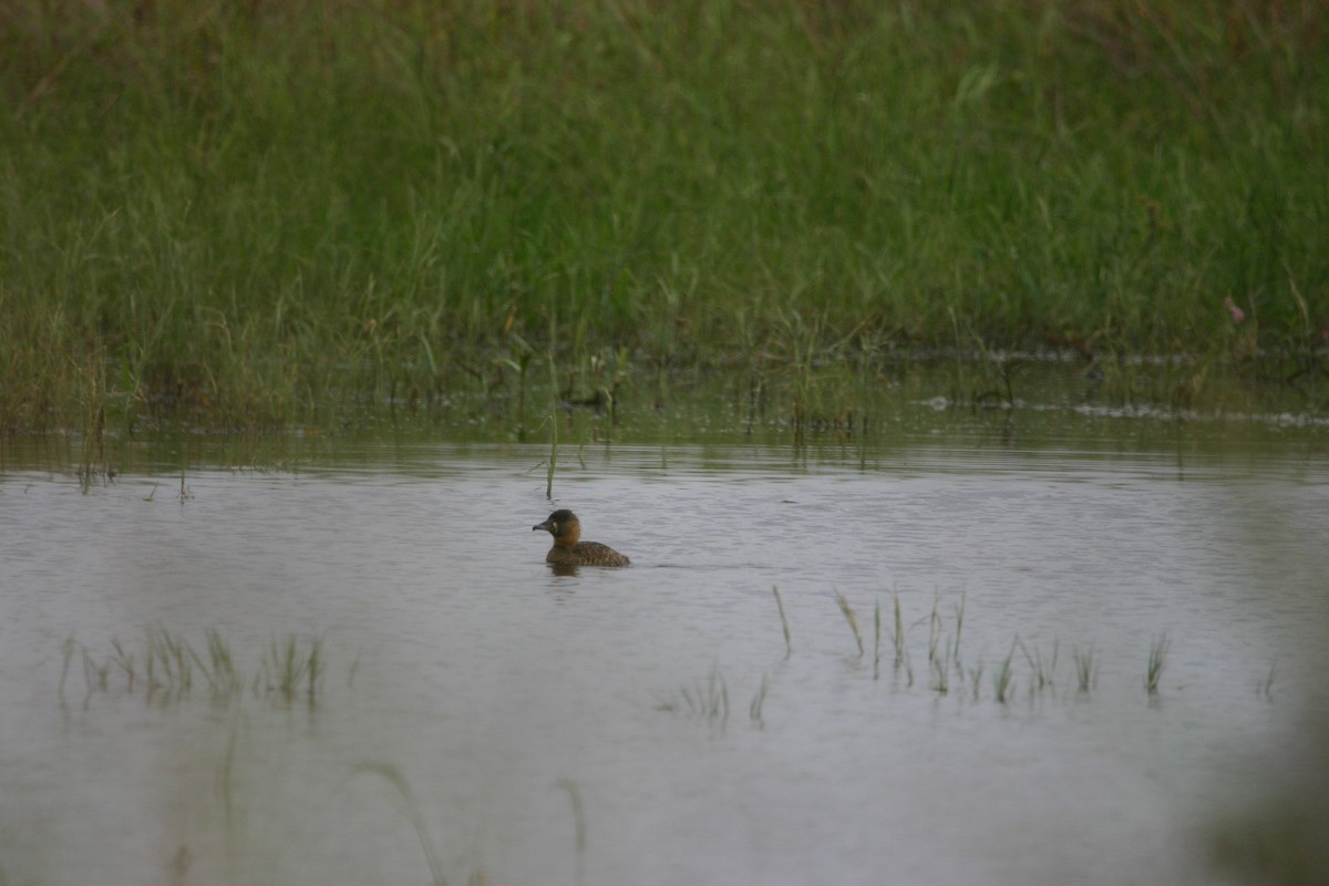 White-backed Duck - Aidan Harries