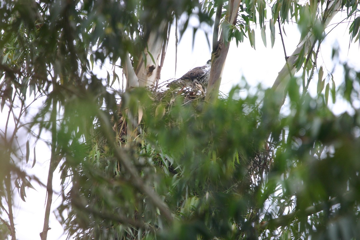 Ayres's Hawk-Eagle - ML341854761