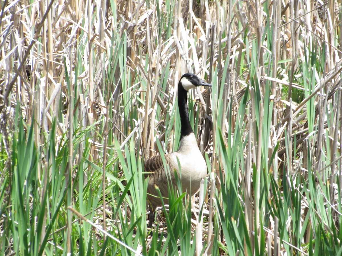 Canada Goose - ML341855251