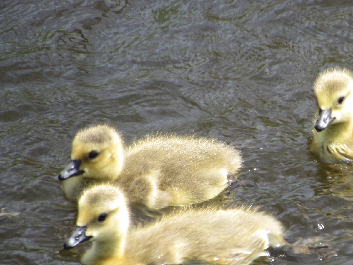Canada Goose - ML341855261