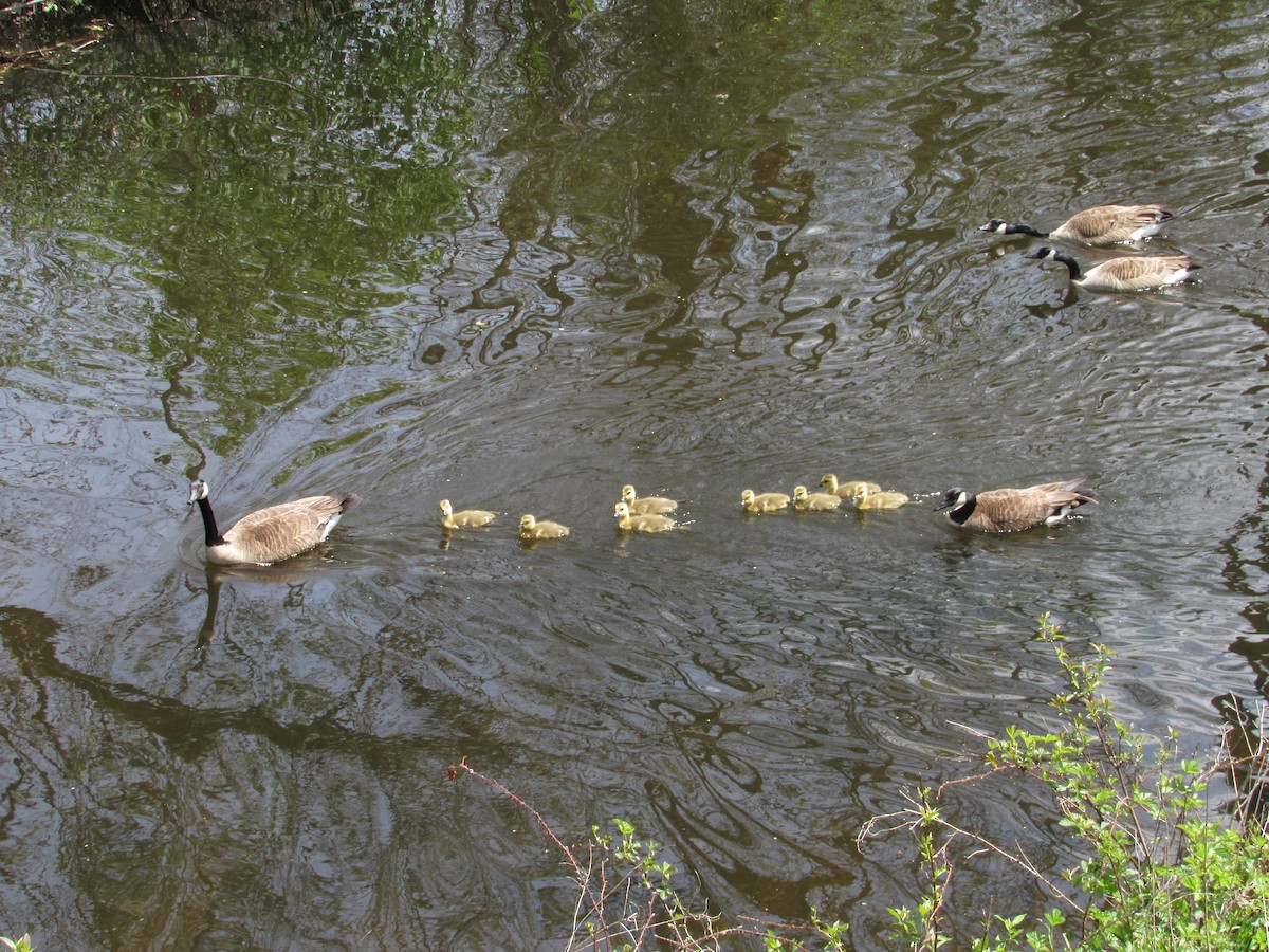 Canada Goose - ML341855281