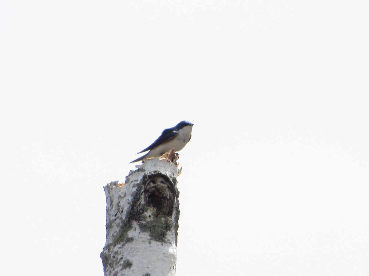 Tree Swallow - ML341855411