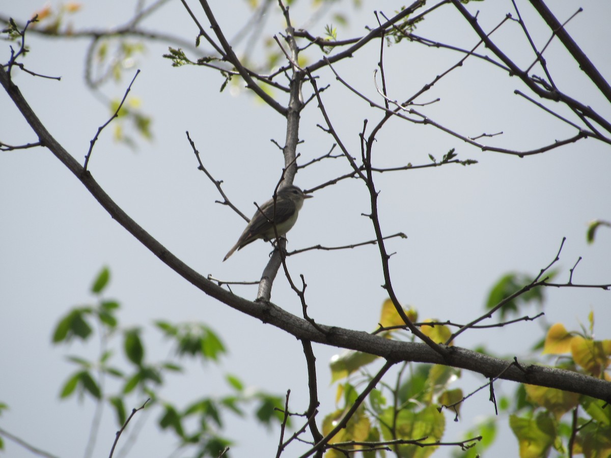 Warbling Vireo - ML341855571