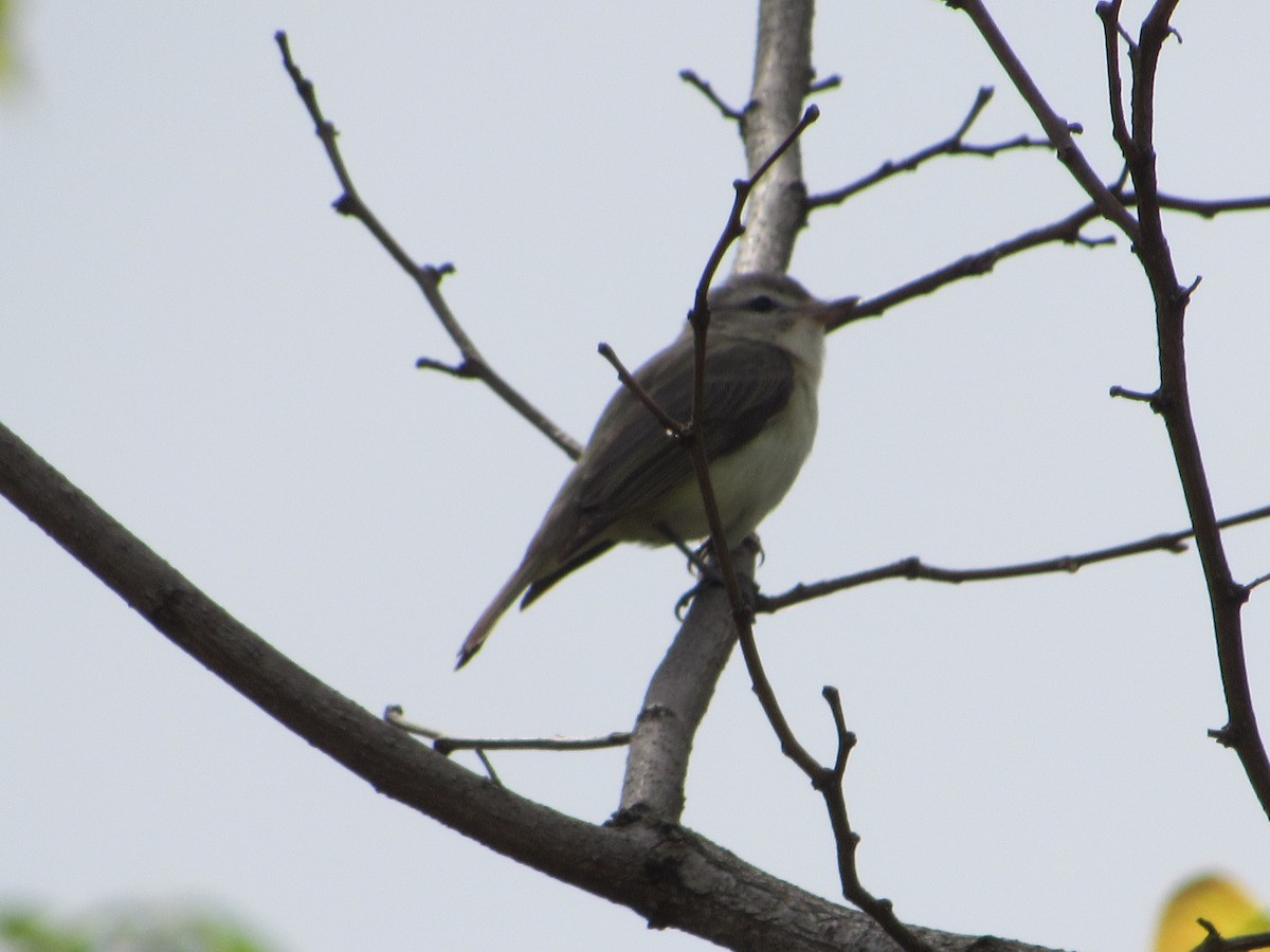 Warbling Vireo - ML341855621