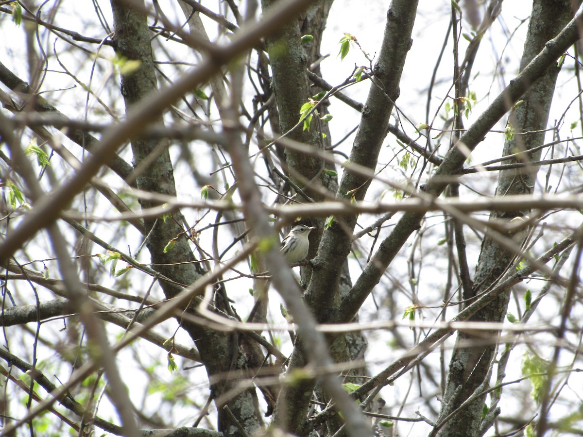 Black-and-white Warbler - ML341855701