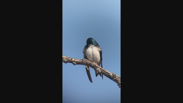 Tree Swallow - ML341855791