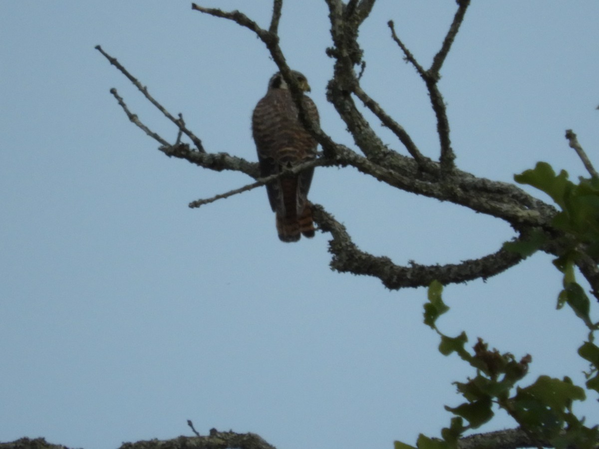 American Kestrel - Larenda Donovan