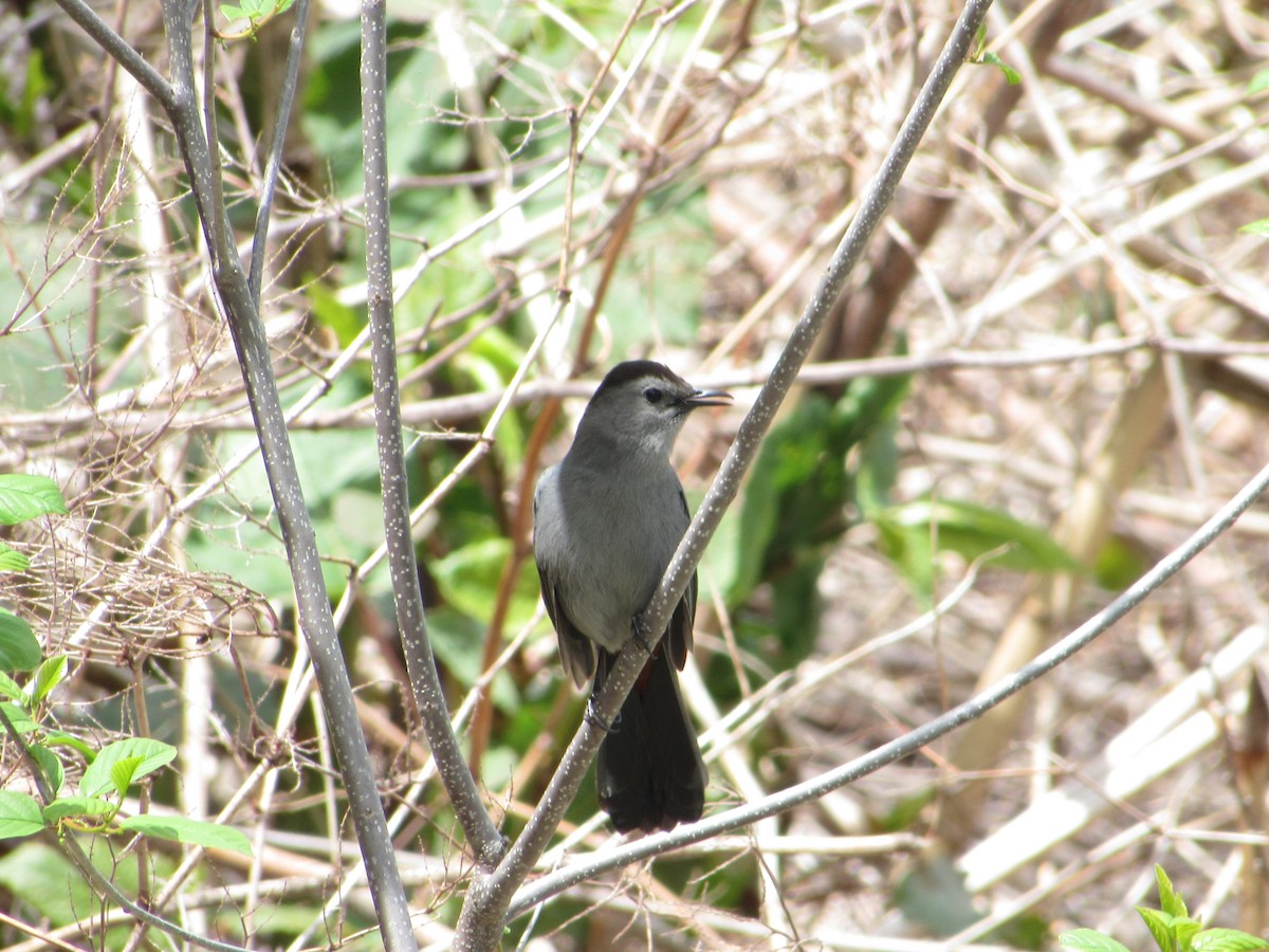 Gray Catbird - ML341855931