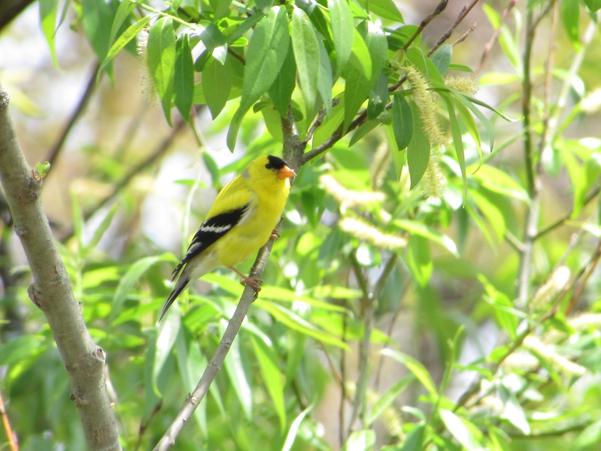 American Goldfinch - ML341855951