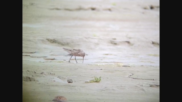 Curlew Sandpiper - ML341856701