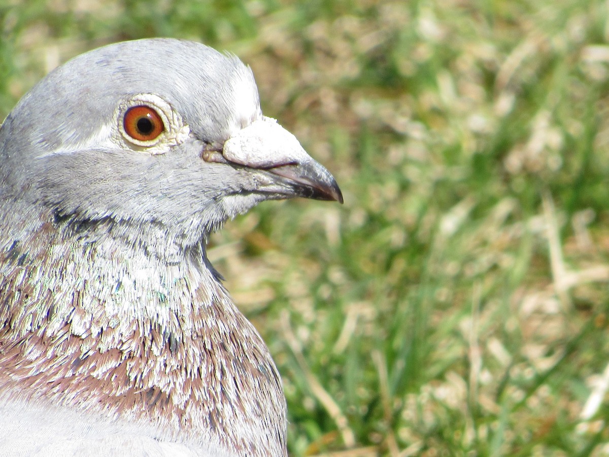 Rock Pigeon (Feral Pigeon) - ML341856921
