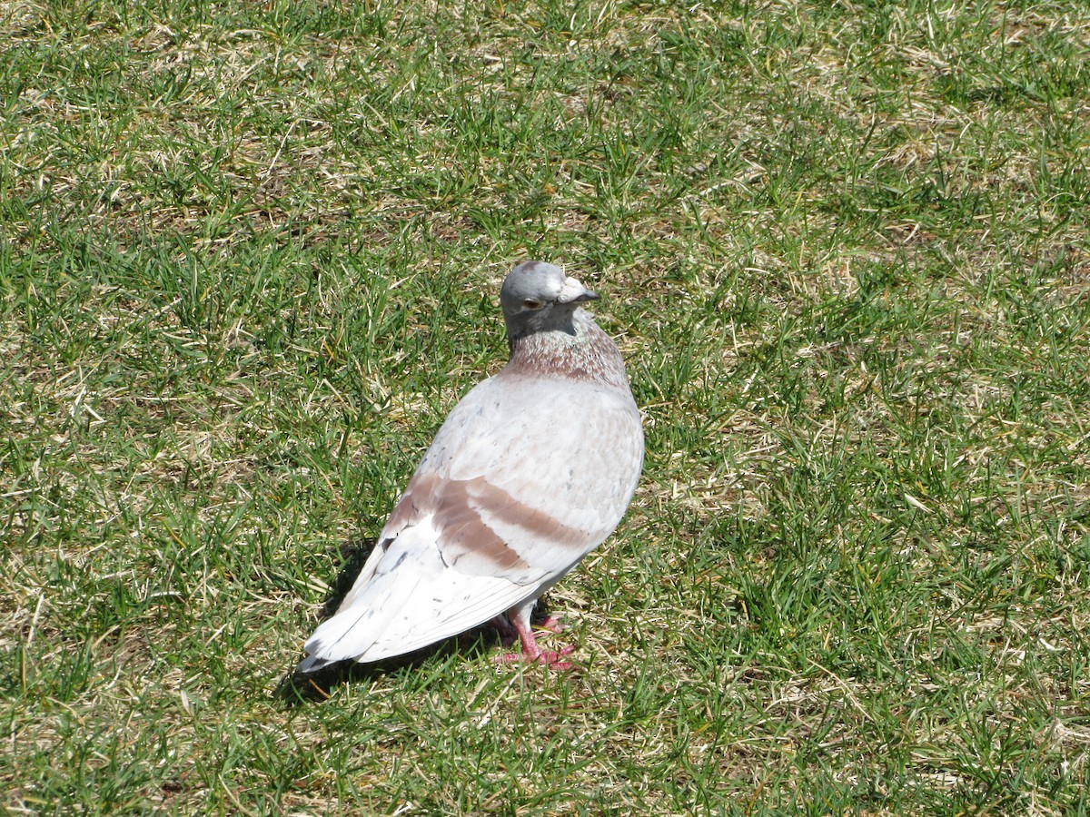 Pigeon biset (forme domestique) - ML341856941