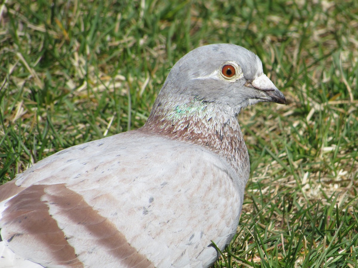 Pigeon biset (forme domestique) - ML341856991