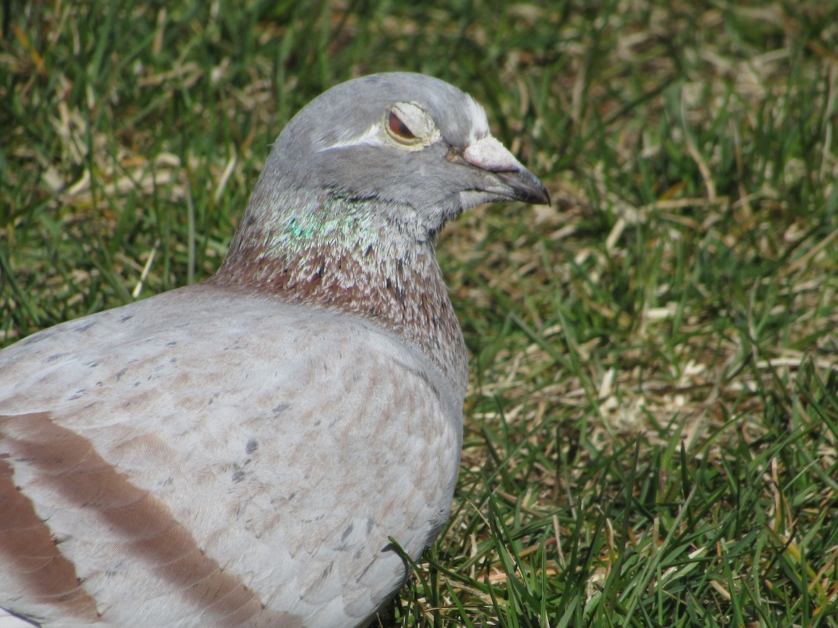 Pigeon biset (forme domestique) - ML341857011