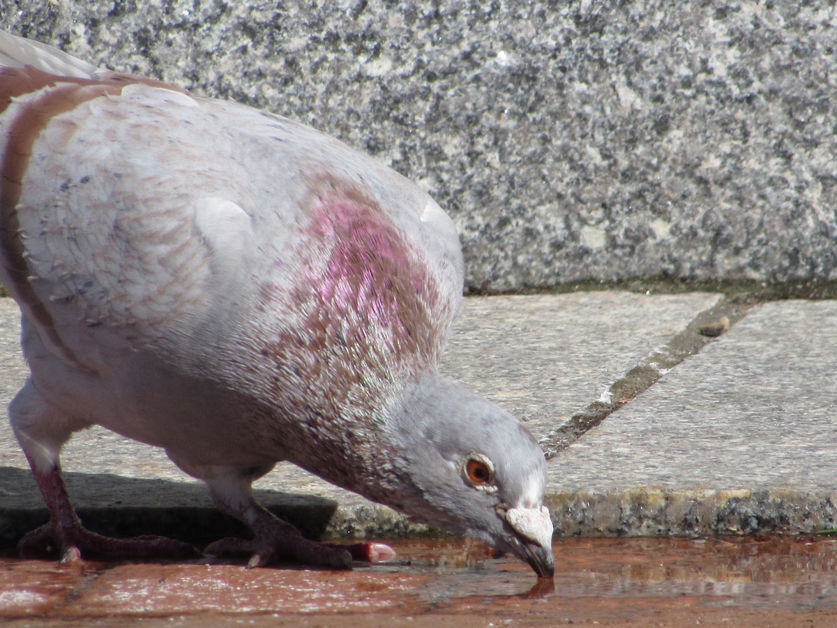 Rock Pigeon (Feral Pigeon) - ML341857171