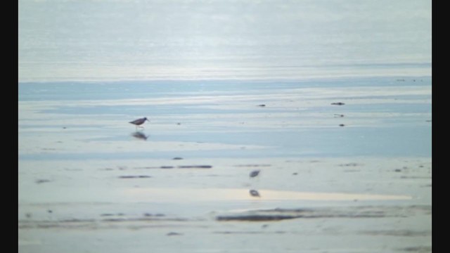 Curlew Sandpiper - ML341857191