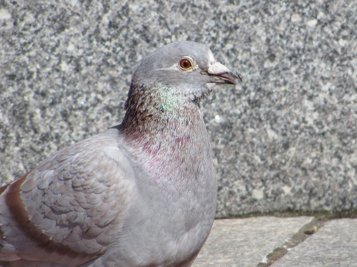 Pigeon biset (forme domestique) - ML341857261