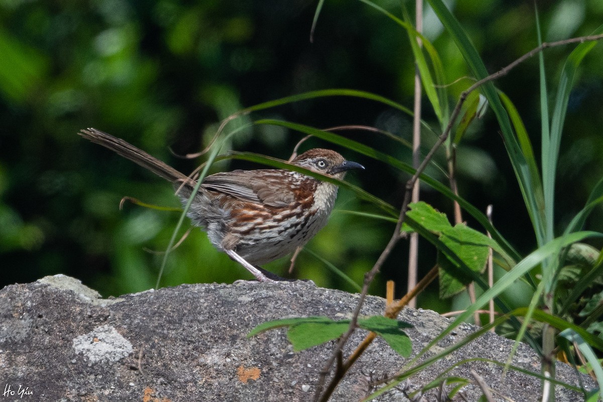 Chinese Babax - Tom Lam