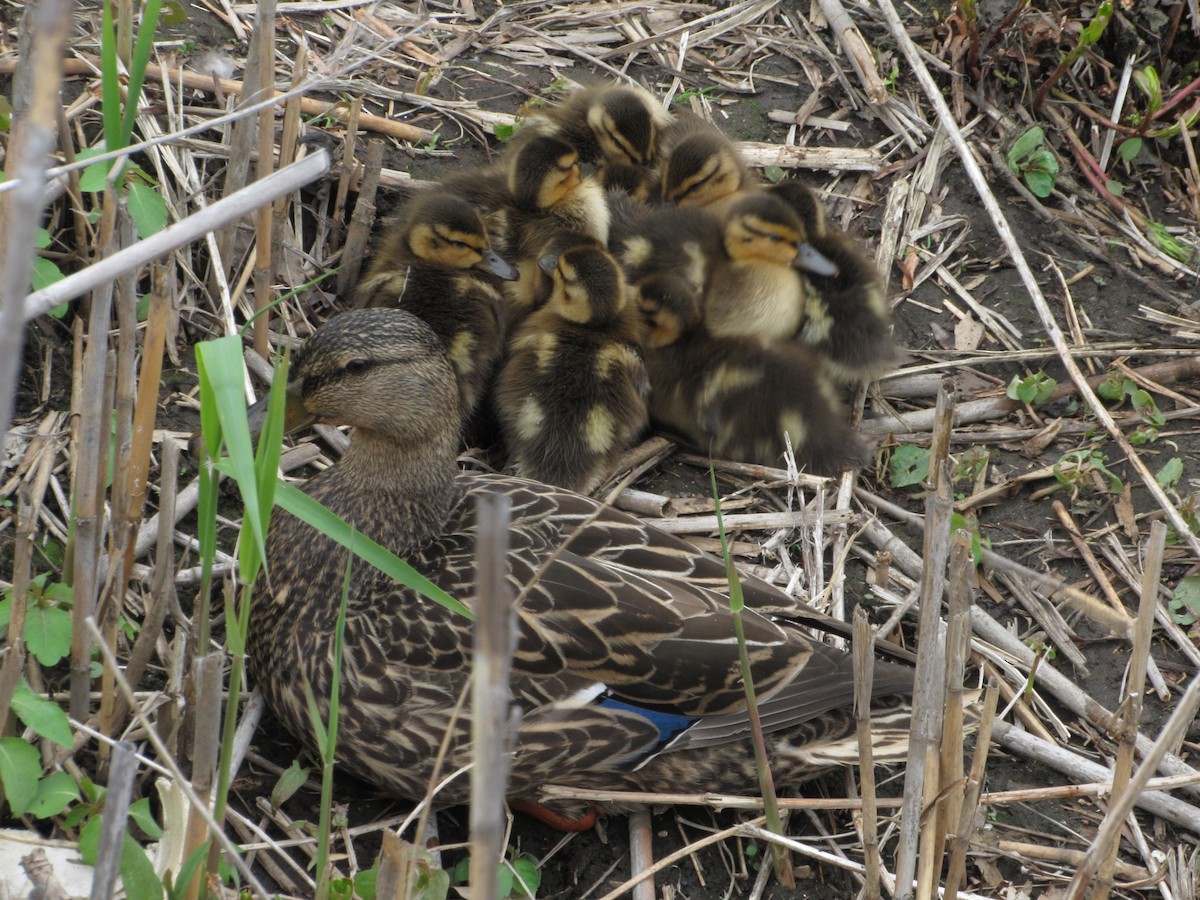 Mallard - ML341857831