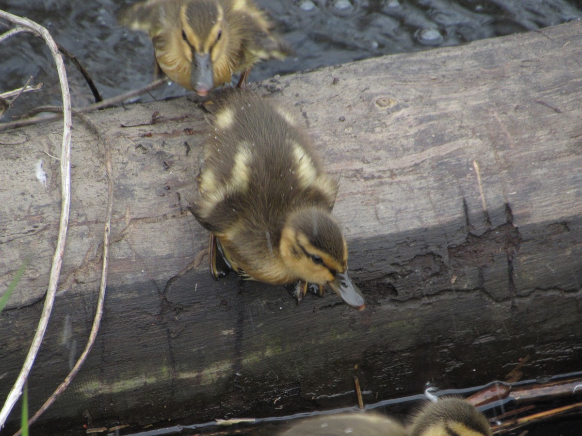 Mallard - ML341857991