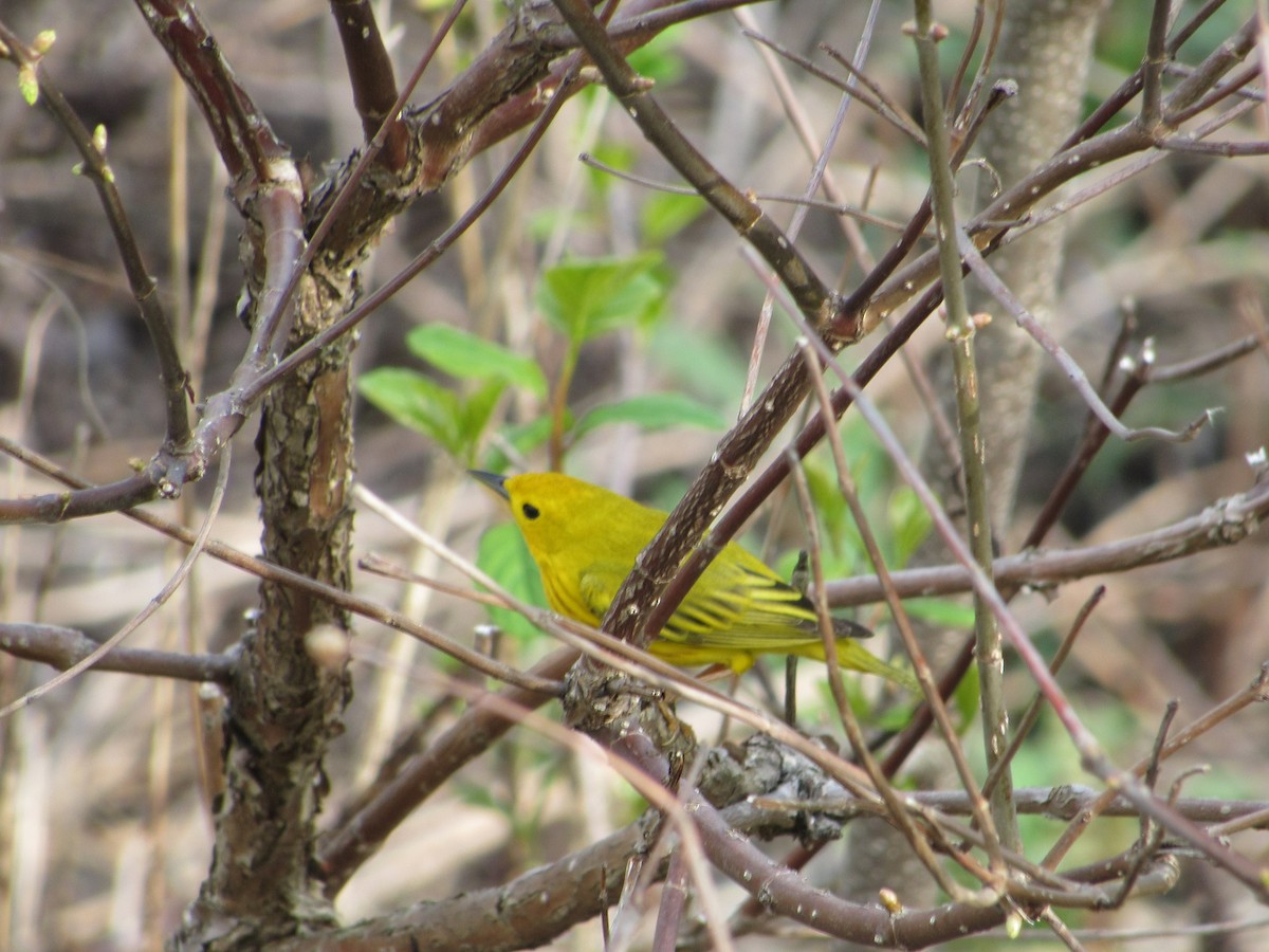 Yellow Warbler - ML341858101