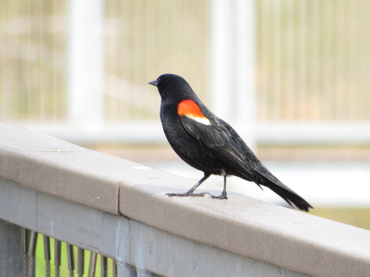 Red-winged Blackbird - ML341858221