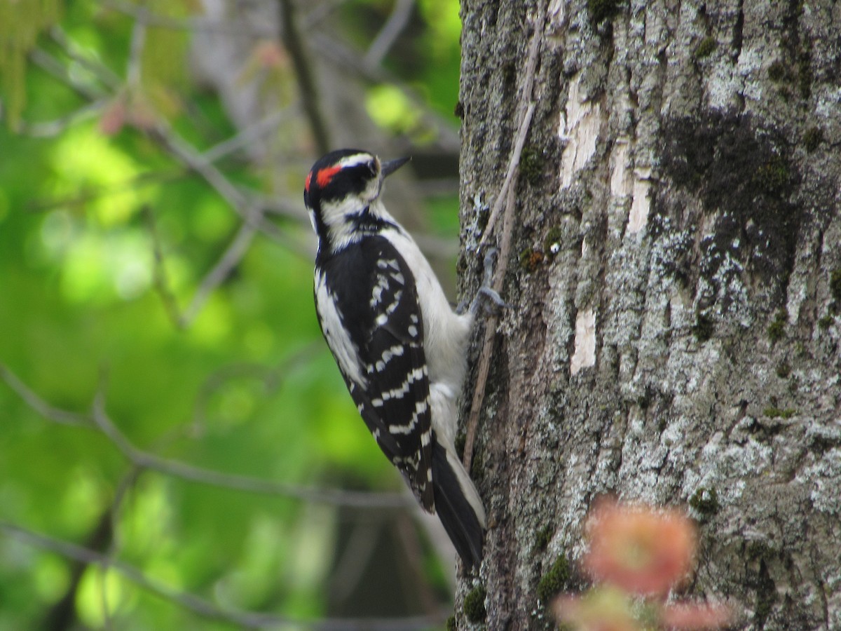 Hairy Woodpecker - ML341858271