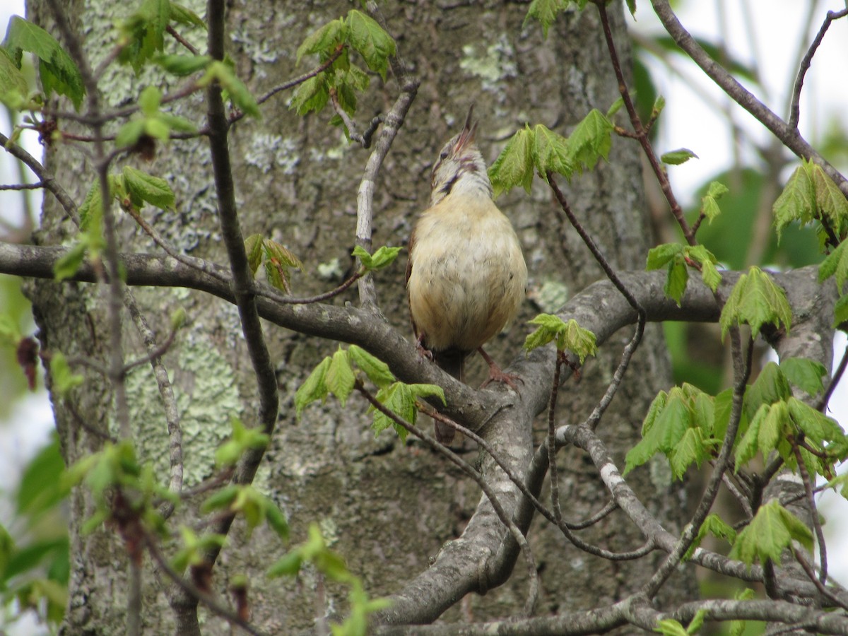 Carolina Wren - ML341858331