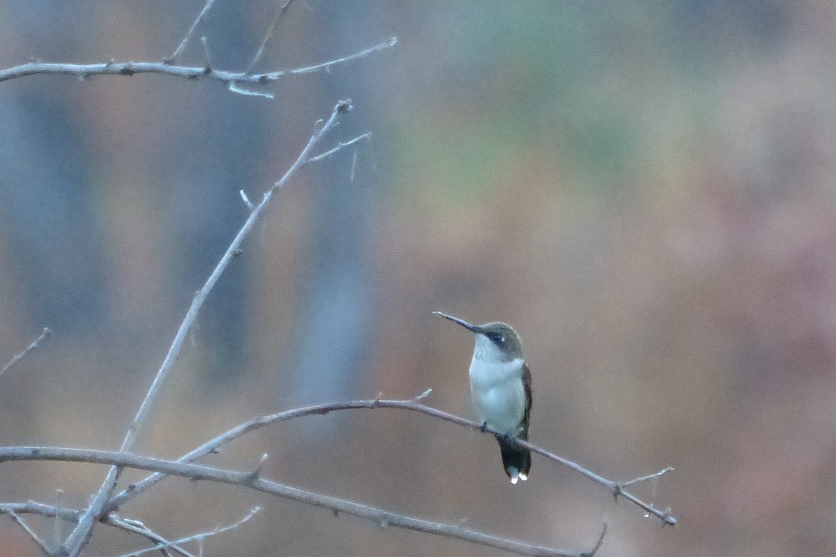 Ruby-throated Hummingbird - ML34185871