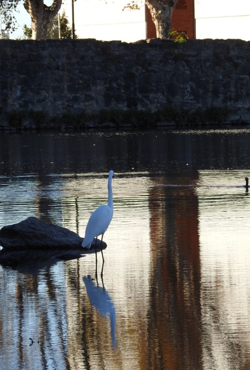 Great Egret - ML341859931