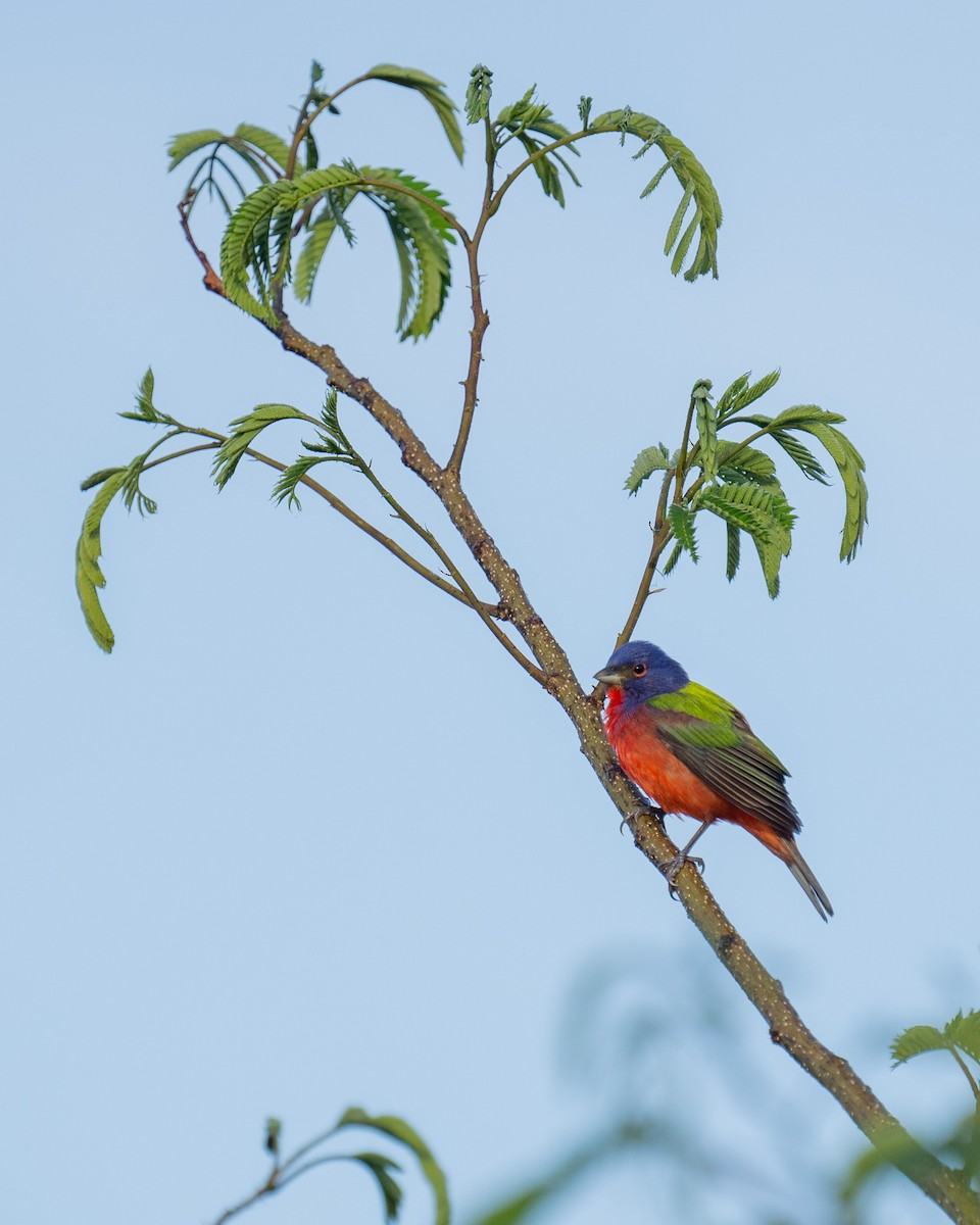 Painted Bunting - Ethan Hoggard