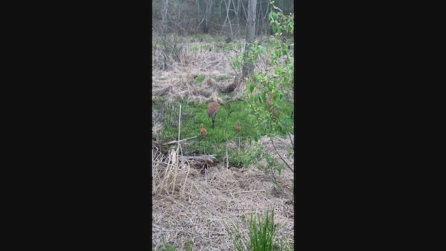 Sandhill Crane - ML341862751