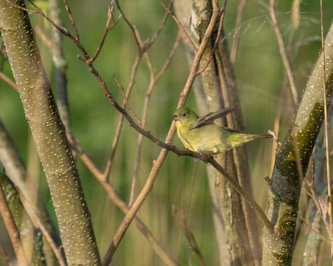 Passerin nonpareil - ML341863121