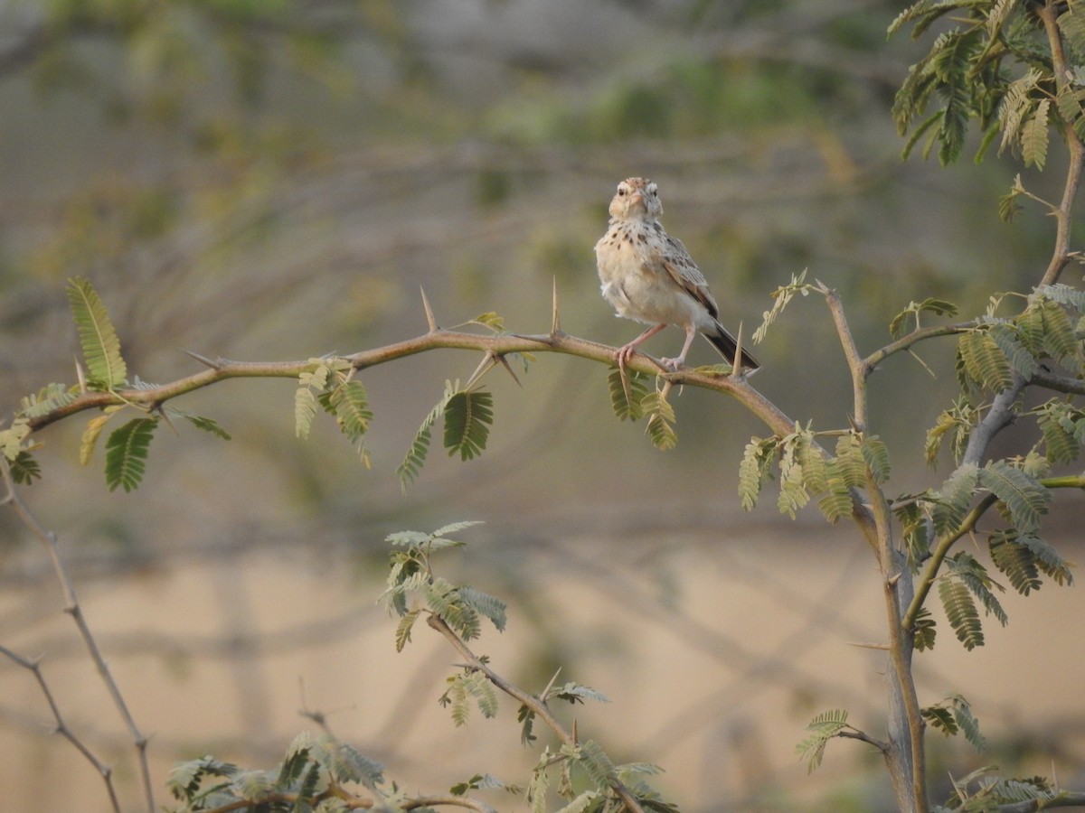 Indian Bushlark - ML341863571