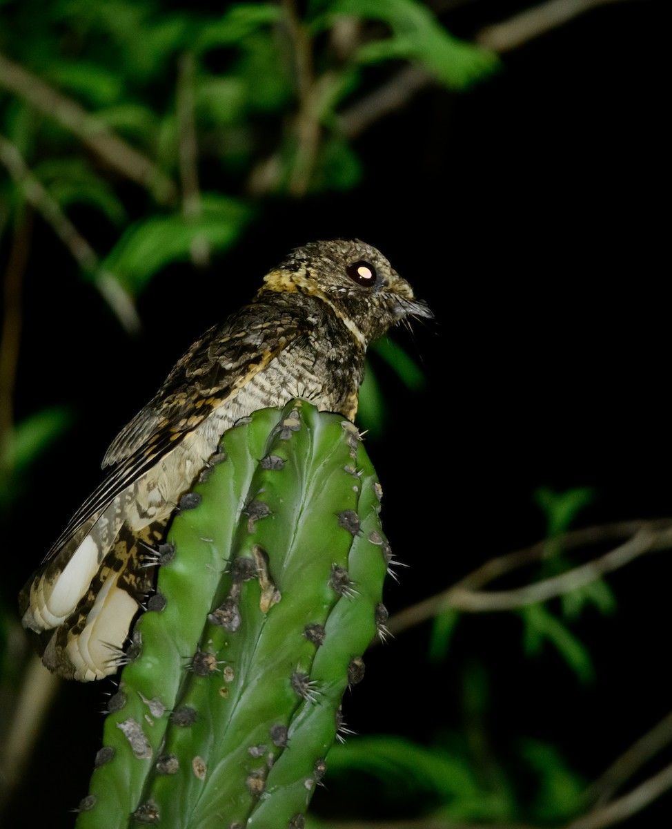 Buff-collared Nightjar - ML341864201