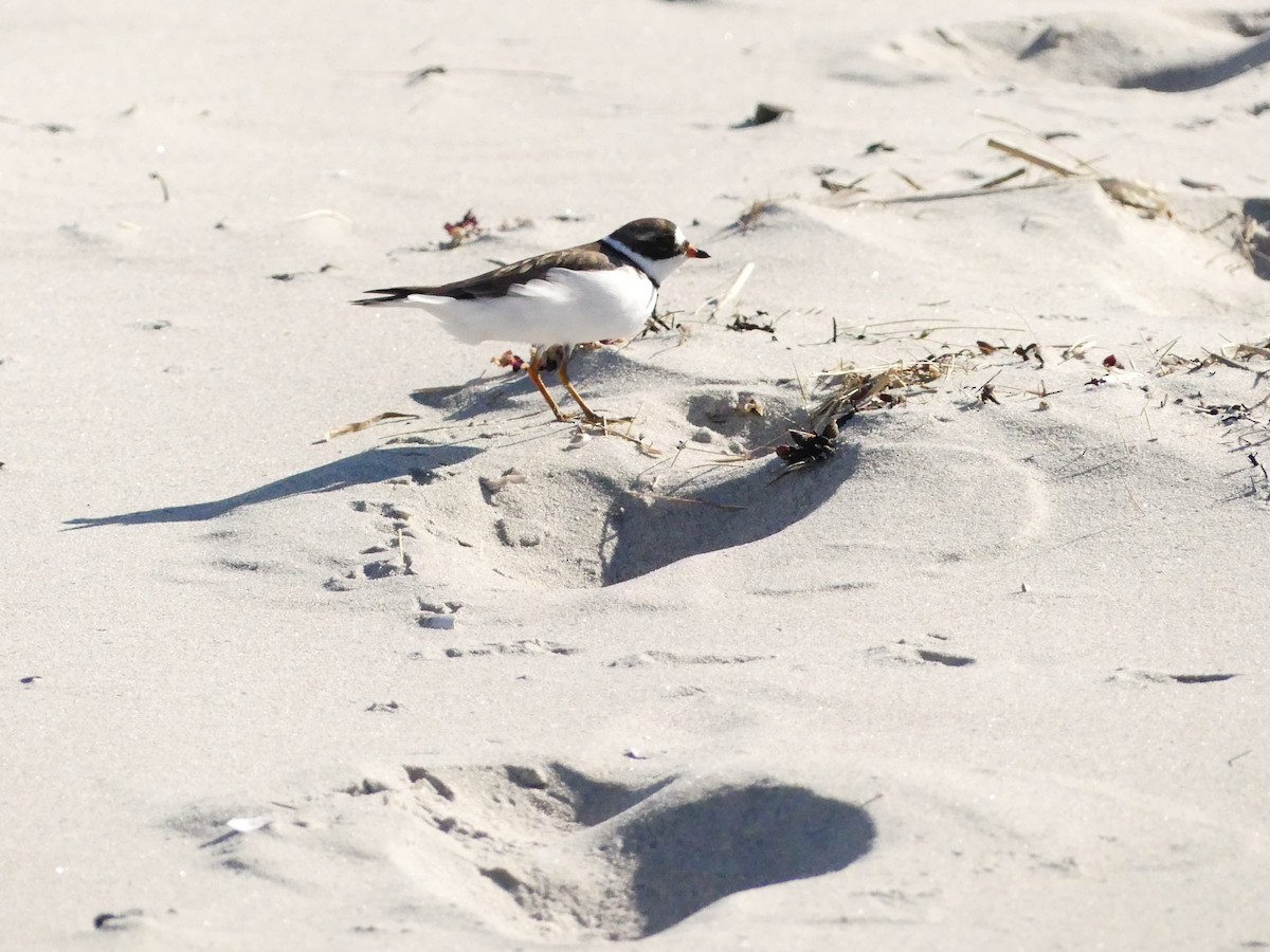 Semipalmated Plover - ML341865201