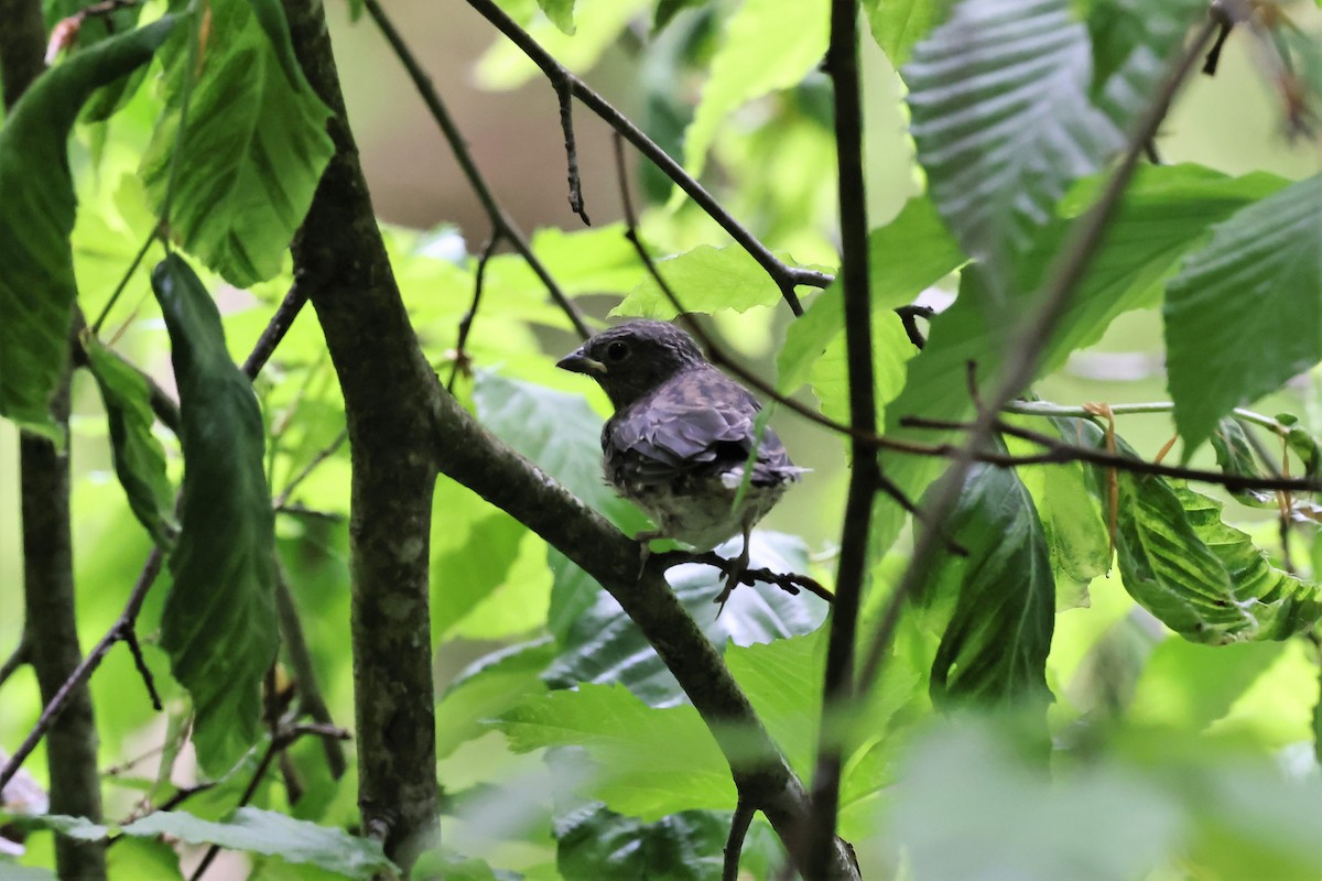 Dark-eyed Junco - ML341865671