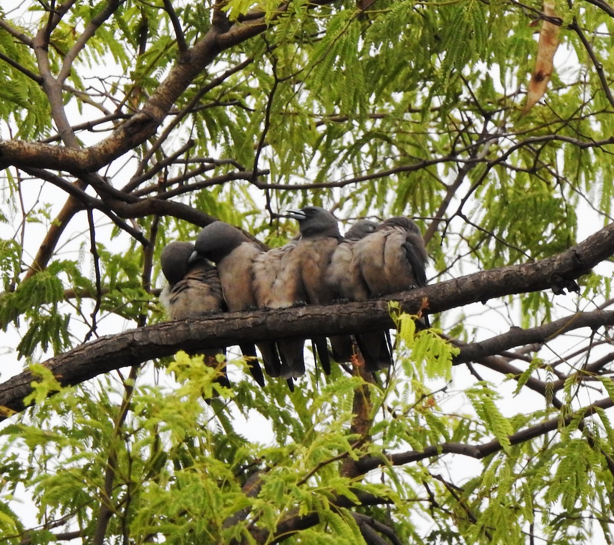 Ashy Woodswallow - ML341866131
