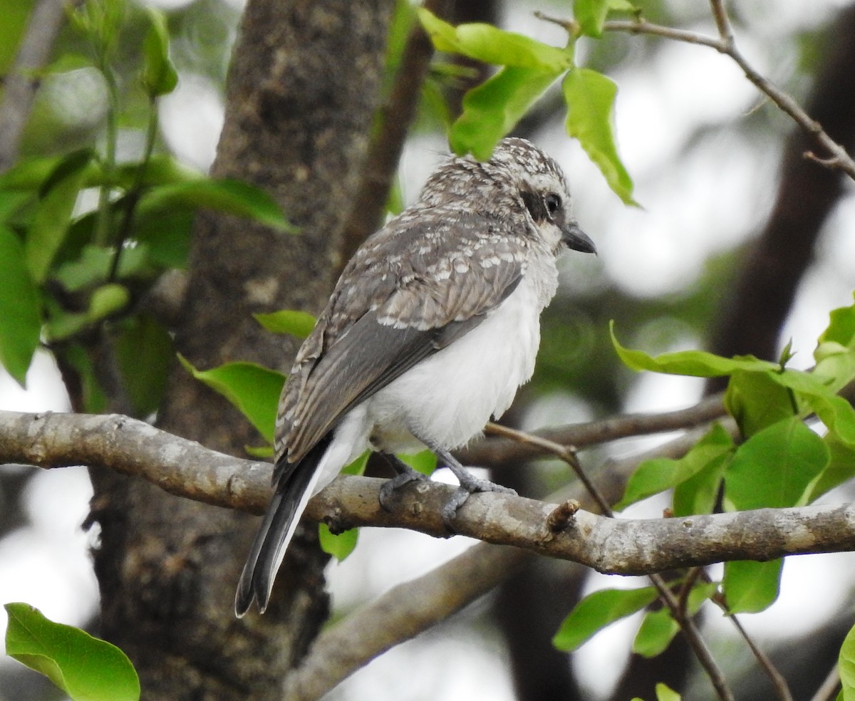 Common Woodshrike - ML341866181