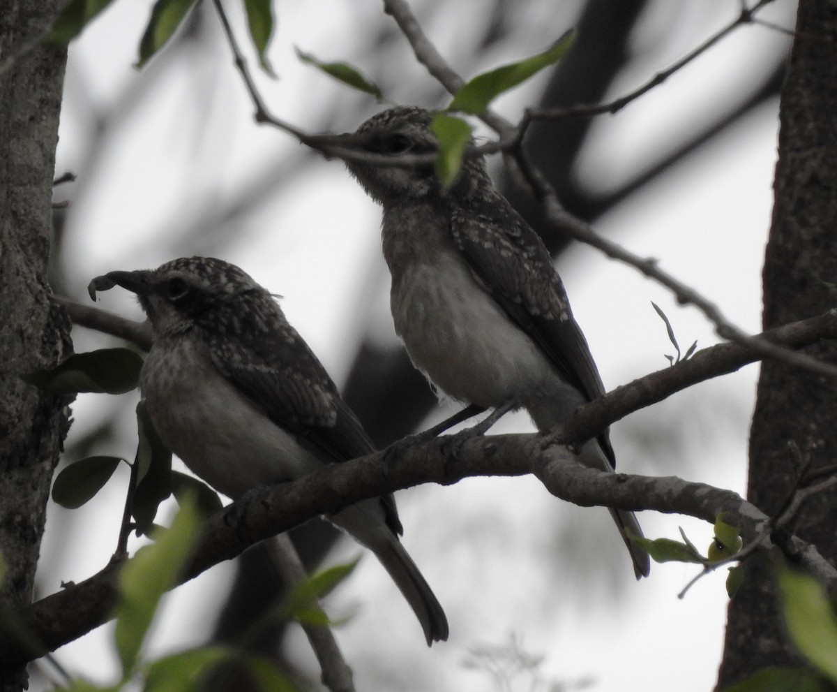 Common Woodshrike - ML341866251