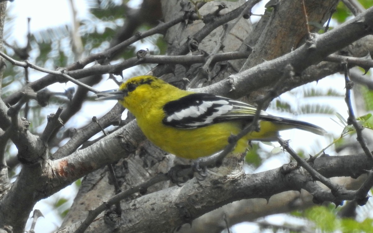 White-tailed Iora - Sharang Satish