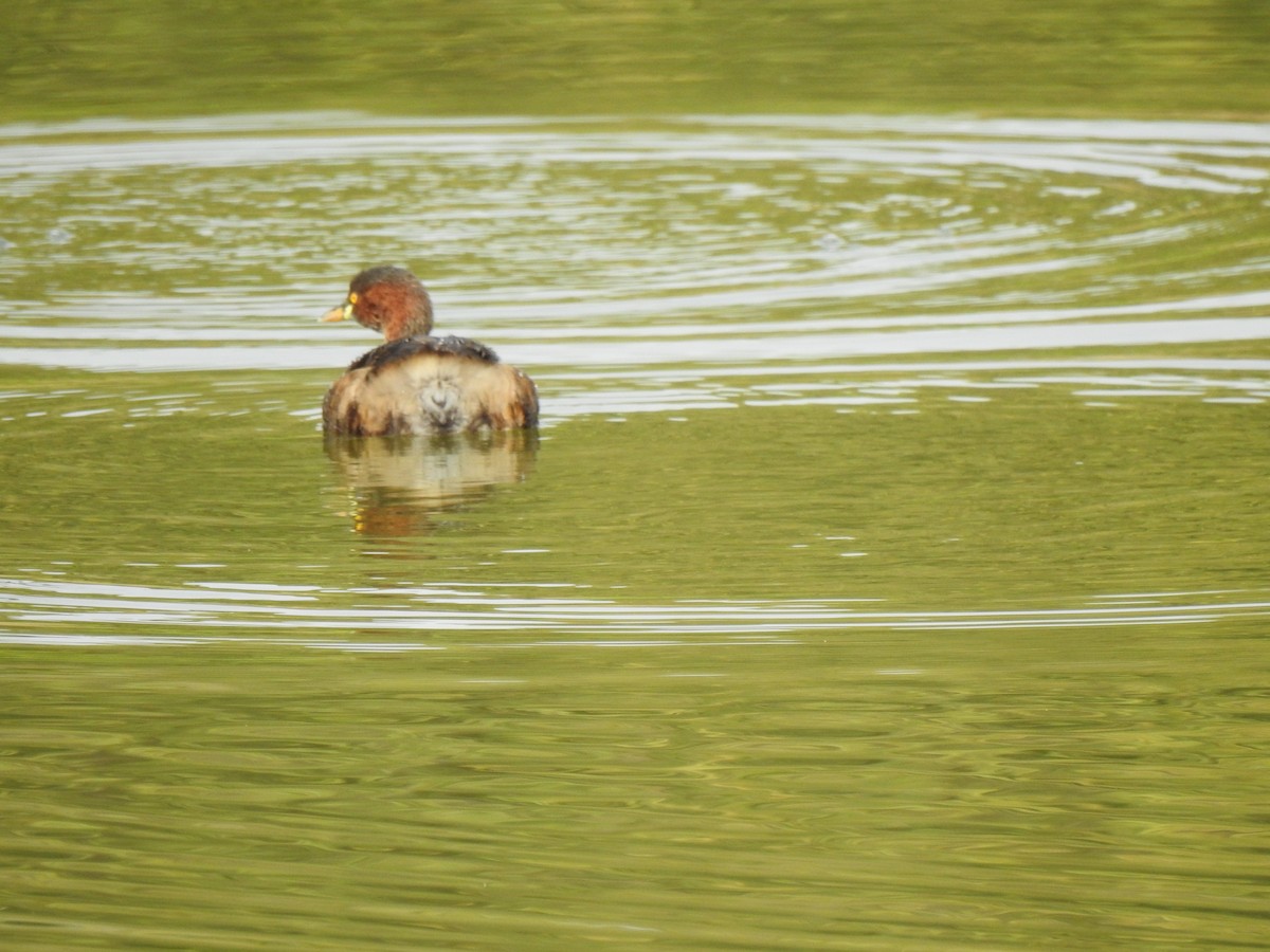 Little Grebe - ML341868651