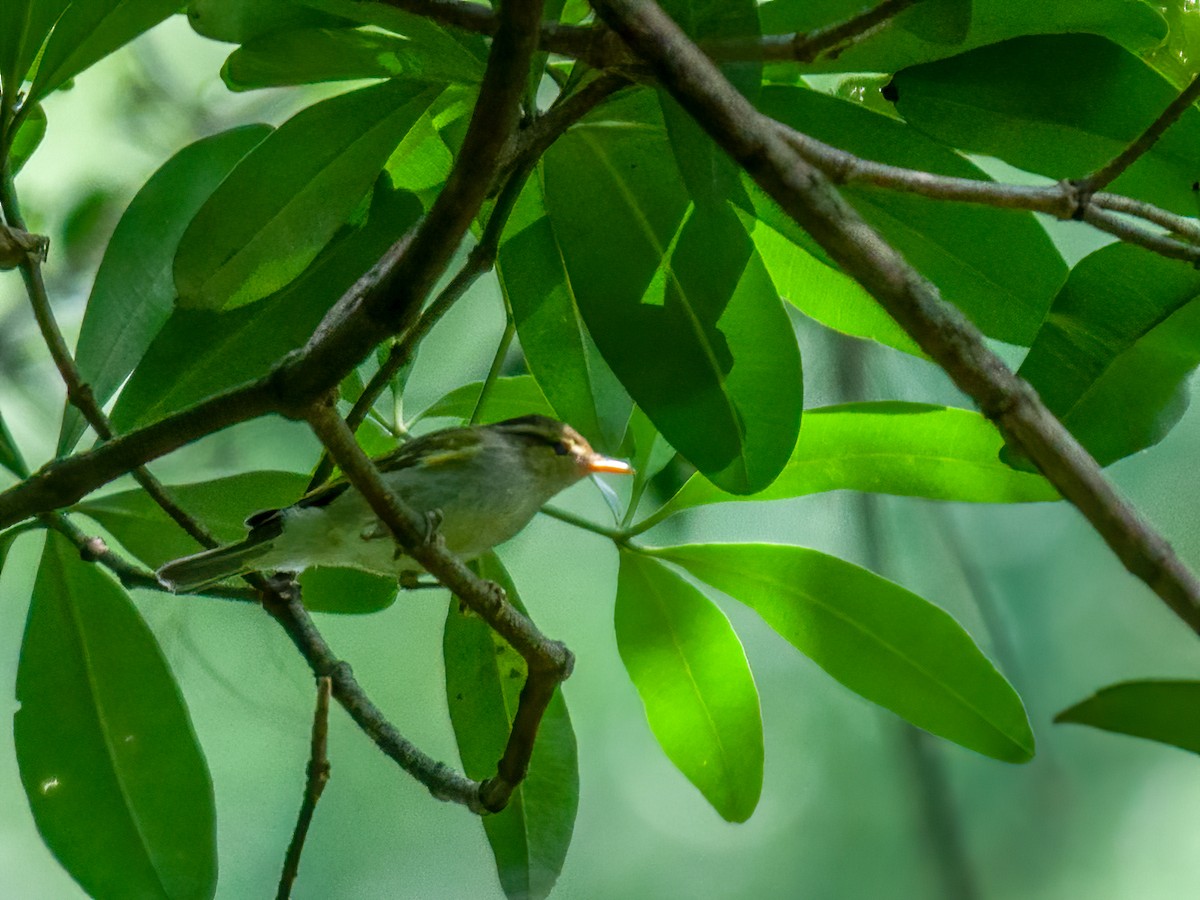 Western Crowned Warbler - ML341870141