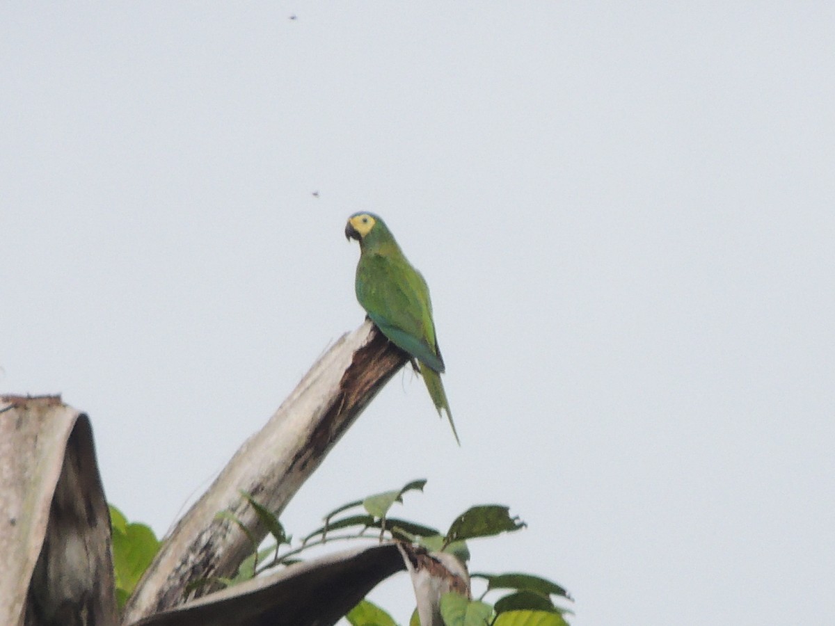 Red-bellied Macaw - ML341870491