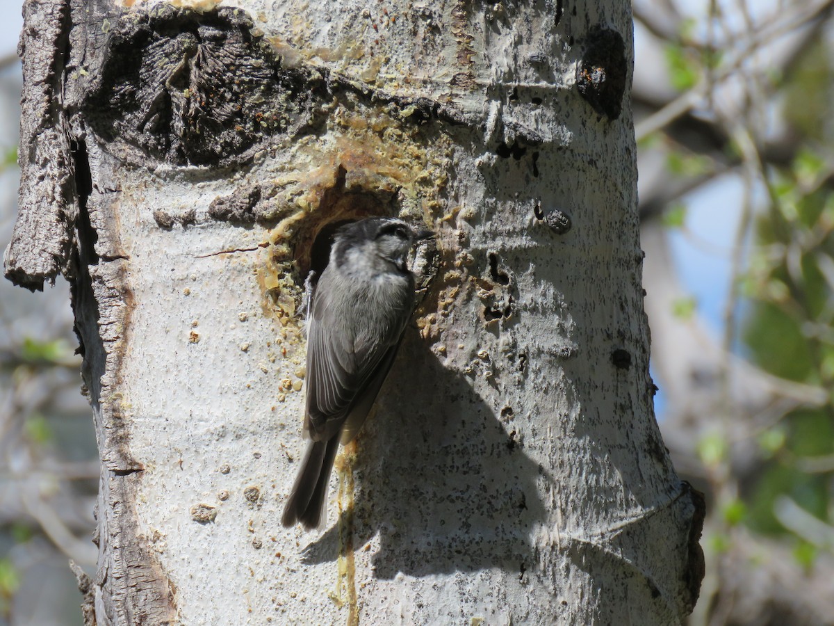 Black-capped/Mountain Chickadee - ML341870931